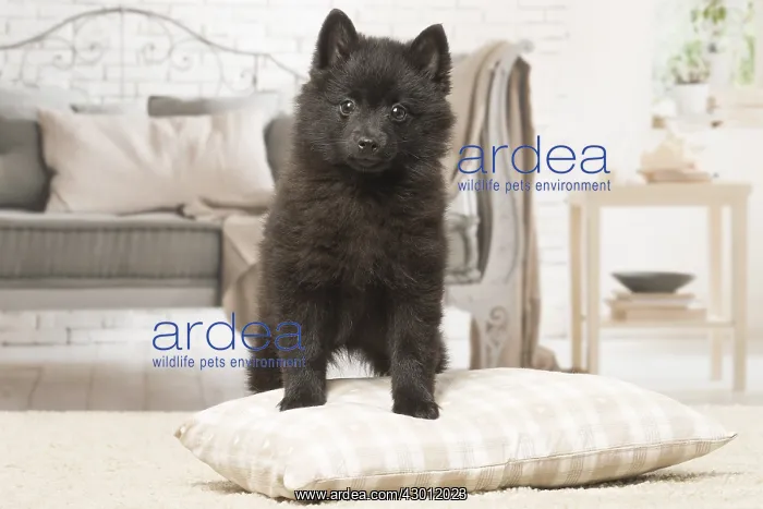  : Black Schipperke puppy indoors