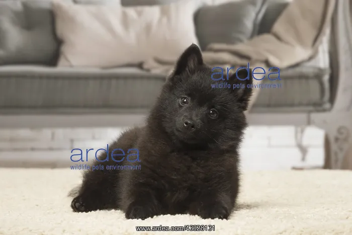  : Black Schipperke puppy indoors