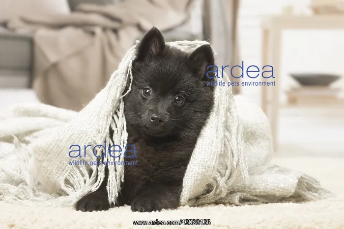 : Black Schipperke puppy indoors : Black Schipperke puppy indoors