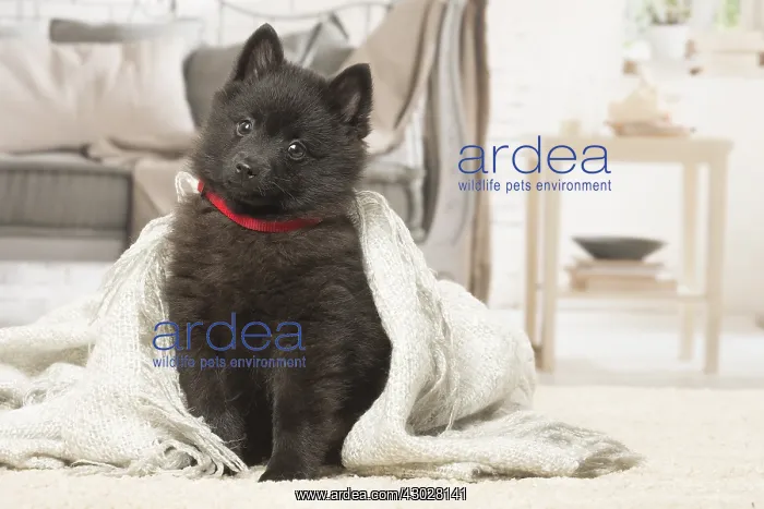 : Black Schipperke puppy indoors : Black Schipperke puppy indoors