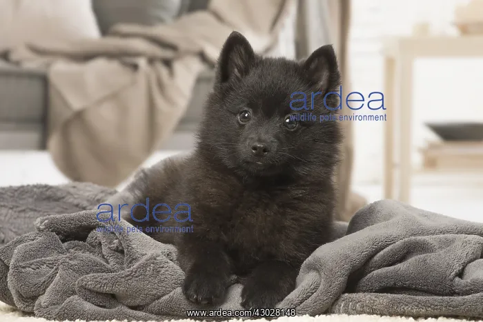  : Black Schipperke puppy indoors