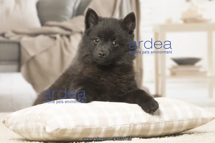  : Black Schipperke puppy indoors