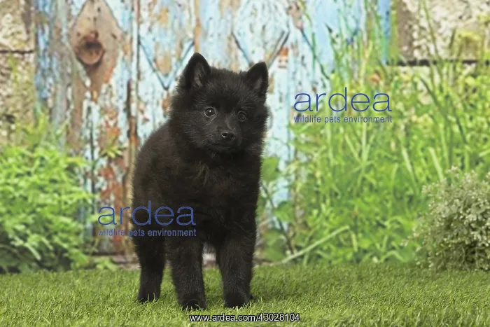  : Black Schipperke puppy outdoors