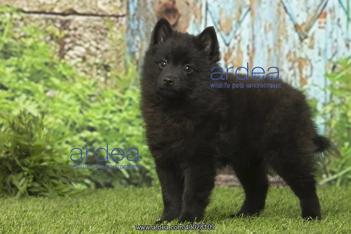  : Black Schipperke puppy outdoors