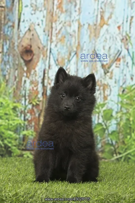  : Black Schipperke puppy outdoors