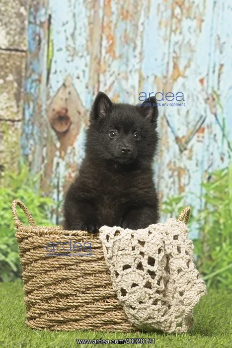 : Black Schipperke puppy outdoors : Black Schipperke puppy outdoors