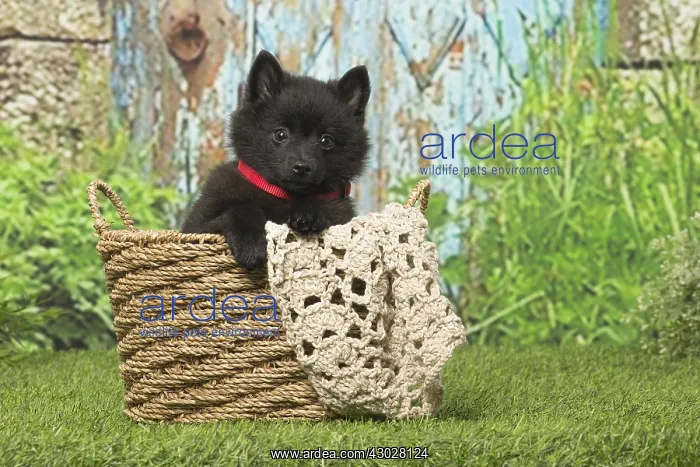 : Black Schipperke puppy outdoors : Black Schipperke puppy outdoors