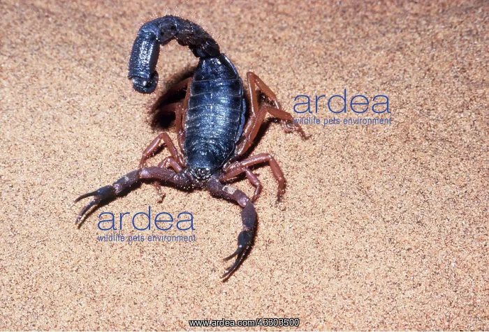 : BLACK SCORPION - threat : BLACK SCORPION - threat