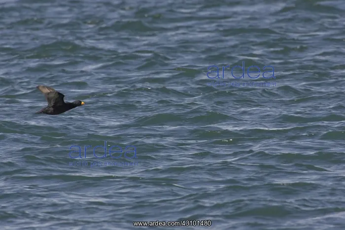 : Black Scoter : Black Scoter