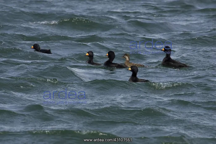 : Black Scoters : Black Scoters