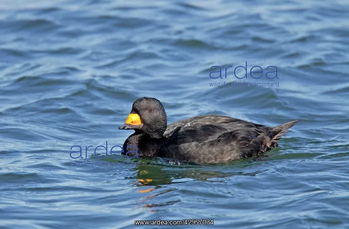 : Black Scoters - on the water in winter : Black Scoters - on the water in winter