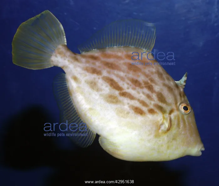 : Black Scraper Triggerfish, reefs northwest Pacific : Black Scraper Triggerfish, reefs northwest Pacific