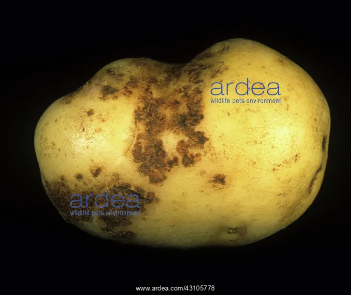 : Black scurf damage to potato peel : Black scurf damage to potato peel