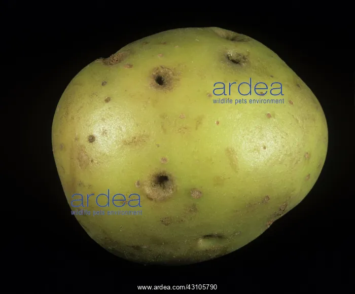 : Black scurf holes in potato peel : Black scurf holes in potato peel