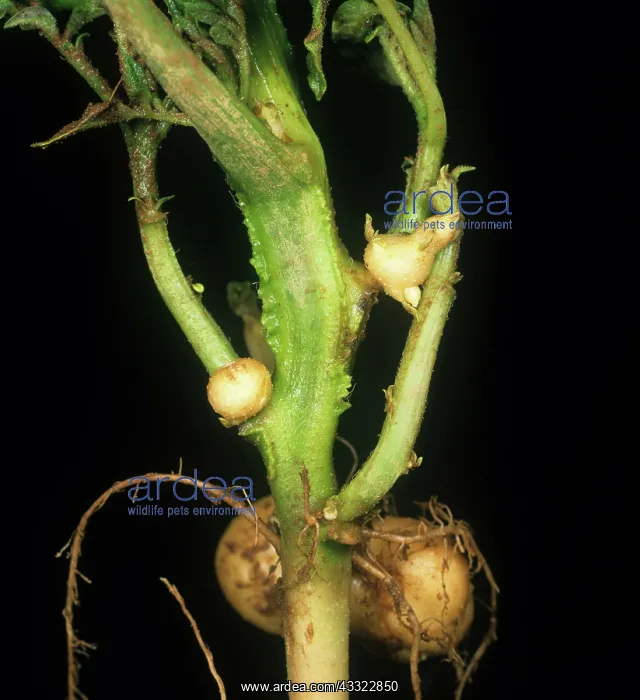 : Black scurf infection on potatoes : Black scurf infection on potatoes