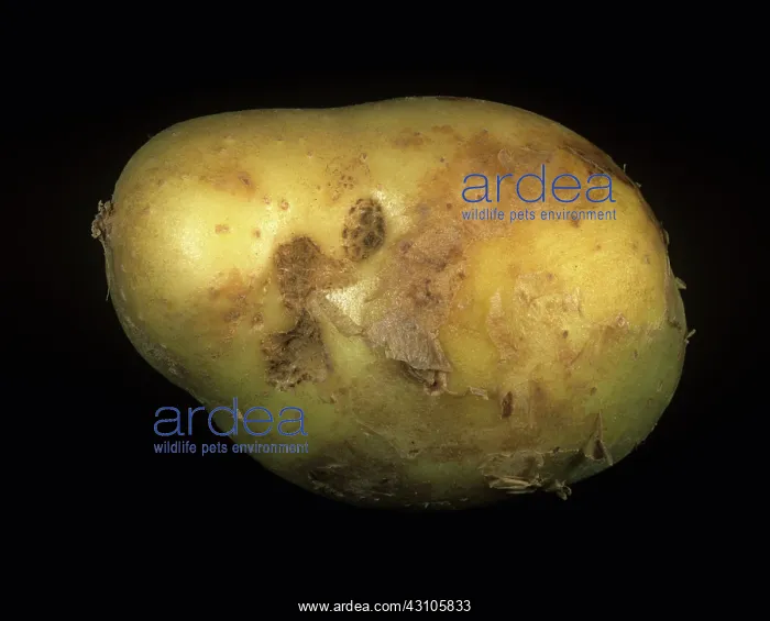 : Black scurf on potato peel : Black scurf on potato peel