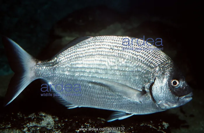 : BLACK SEA BREAM : BLACK SEA BREAM
