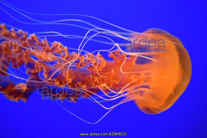 : Black Sea Nettle : Black Sea Nettle