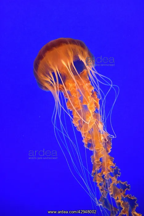 : Black Sea Nettle - Pacific Ocean : Black Sea Nettle - Pacific Ocean