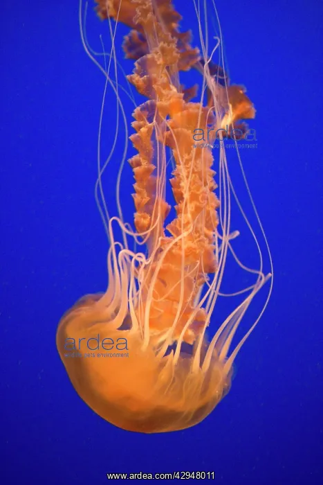 : Black Sea Nettle - Pacific Ocean : Black Sea Nettle - Pacific Ocean