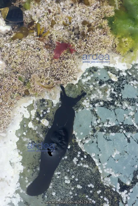 : Black Sea Slug in rock pool - Brough Head : Black Sea Slug in rock pool - Brough Head
