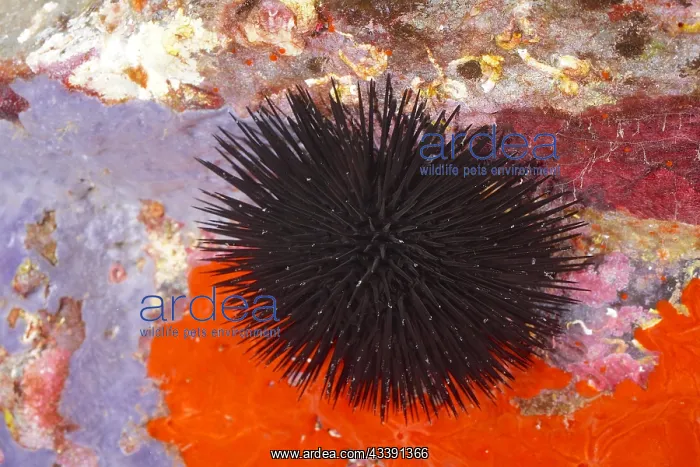 : Black sea urchin (Arbacia lixula) in the Mediterranean : Black sea urchin (Arbacia lixula) in the Mediterranean