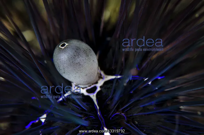 : Black Sea Urchin - Periproctal cone (aka anus) on night dive : Black Sea Urchin - Periproctal cone (aka anus) on night dive