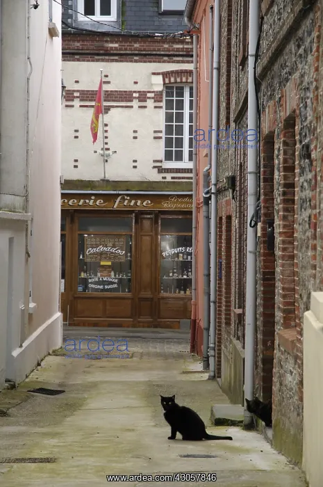 : A black she-cat in an alley in Yport Yport France : A black she-cat in an alley in Yport Yport France