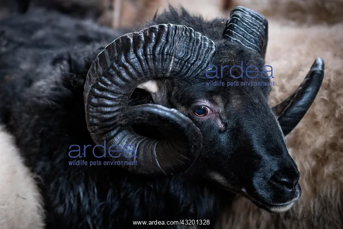  : Black sheep with twisted horns, Sau&, xf0;&, xe1;rkr&a