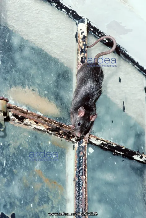 : Black / Ship RAT : Black / Ship RAT