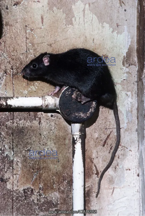 : Black / Ship RAT : Black / Ship RAT