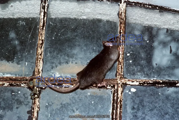 : Black / Ship RAT : Black / Ship RAT