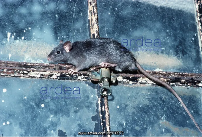: Black / Ship RAT : Black / Ship RAT
