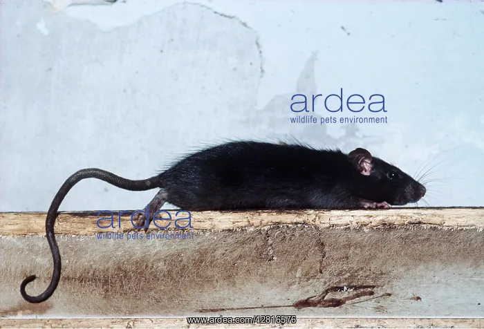 : Black / Ship RAT : Black / Ship RAT