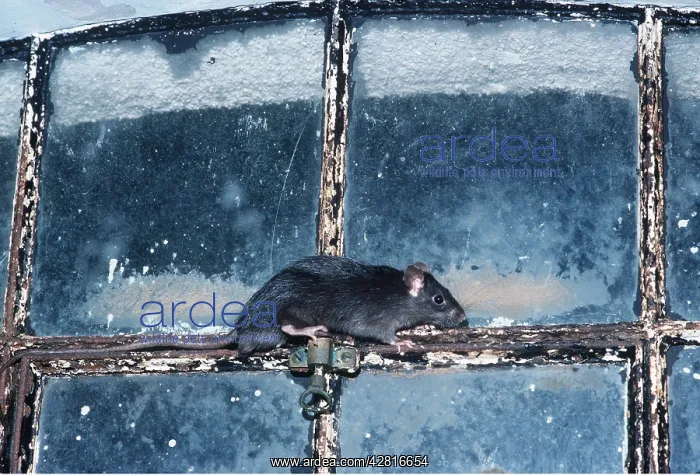 : Black / Ship RAT : Black / Ship RAT