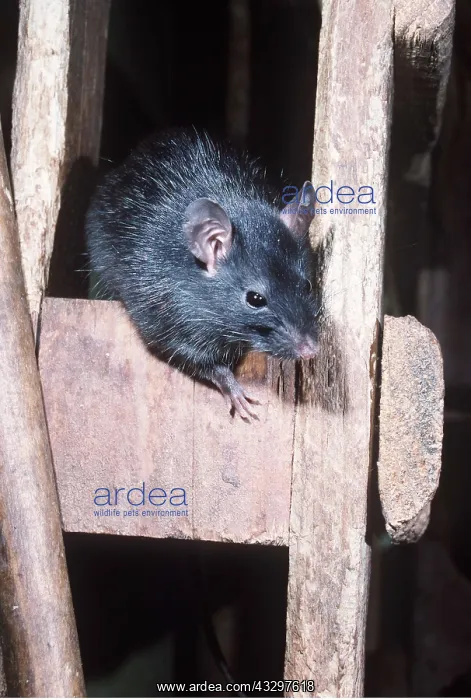 : Black / Ship RAT : Black / Ship RAT