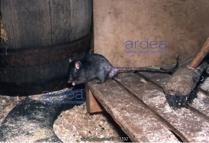 : Black / Ship RAT : Black / Ship RAT