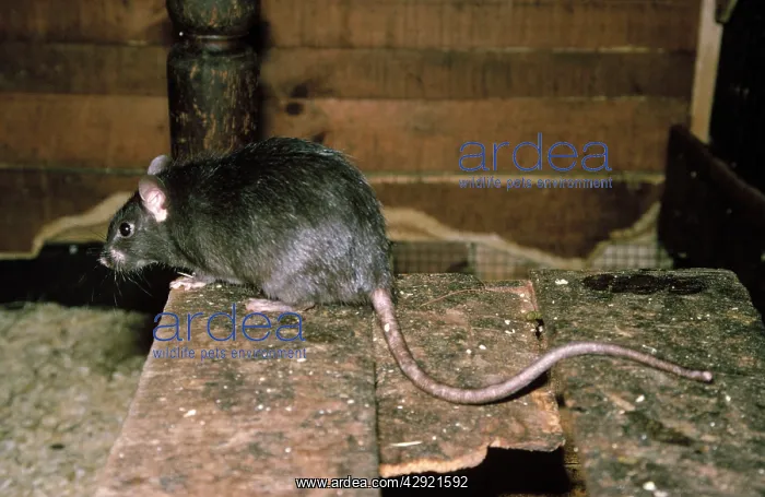 : Black / Ship Rat - also know as the House / Roof Rat : Black / Ship Rat - also know as the House / Roof Rat