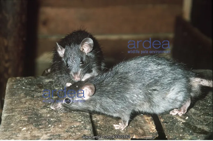 : Black / Ship RAT - mutual inspection : Black / Ship RAT - mutual inspection