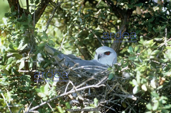 : Black-shouldered / Black-winged KITE : Black-shouldered / Black-winged KITE