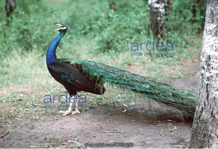  : Black Shouldered, Blue PEACOCK  /  PEAFOWL - side view