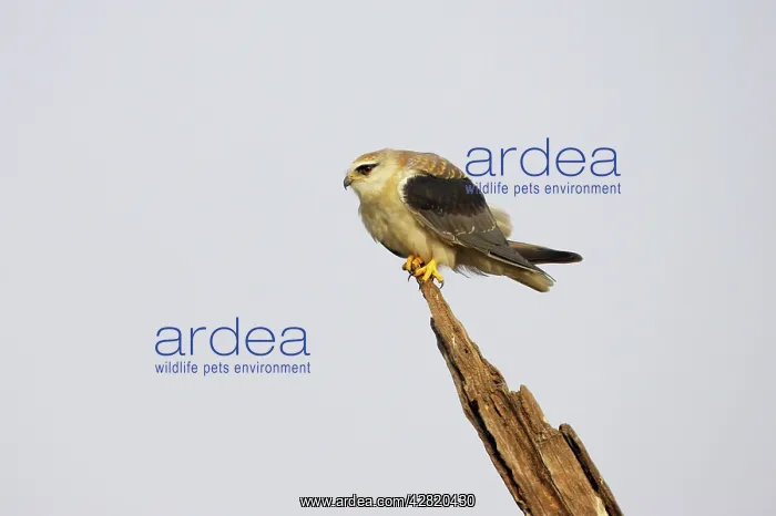 : Black Shouldered Kite : Black Shouldered Kite
