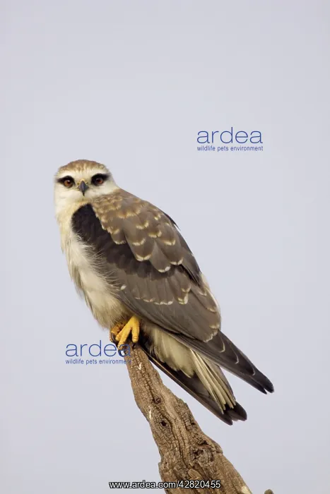 : Black Shouldered Kite : Black Shouldered Kite