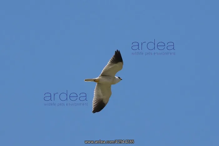 : Black-shouldered Kite : Black-shouldered Kite