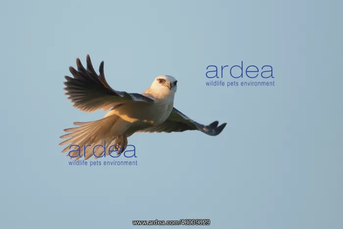 : Black-shouldered Kite : Black-shouldered Kite