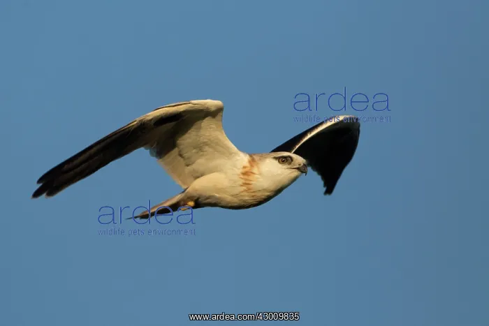 : Black-shouldered Kite : Black-shouldered Kite