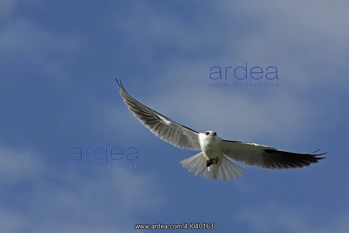  : Black-shouldered Kite