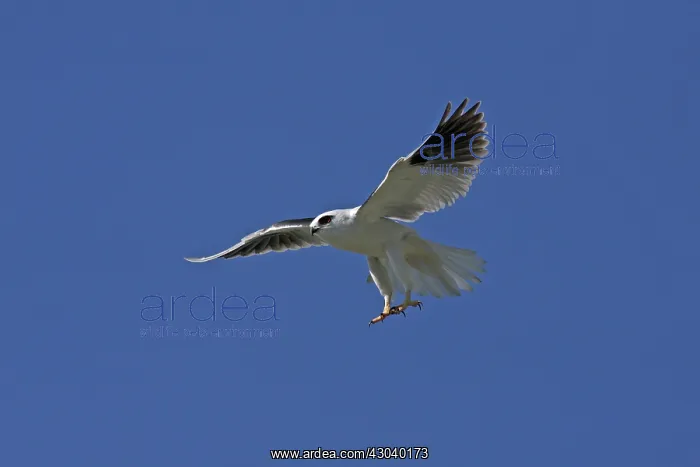  : Black-shouldered Kite