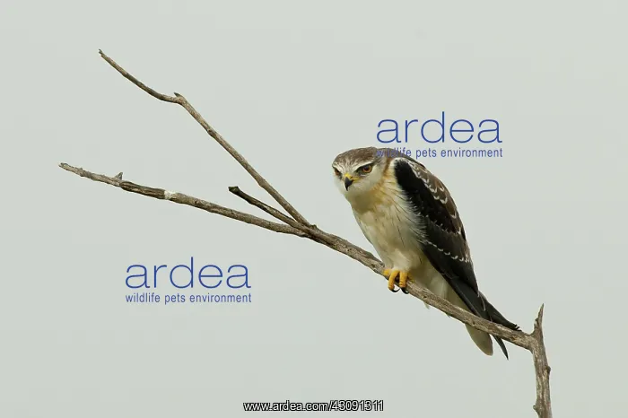 : Black-shouldered Kite : Black-shouldered Kite