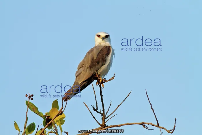 : Black-shouldered Kite. Corbett National Park : Black-shouldered Kite. Corbett National Park